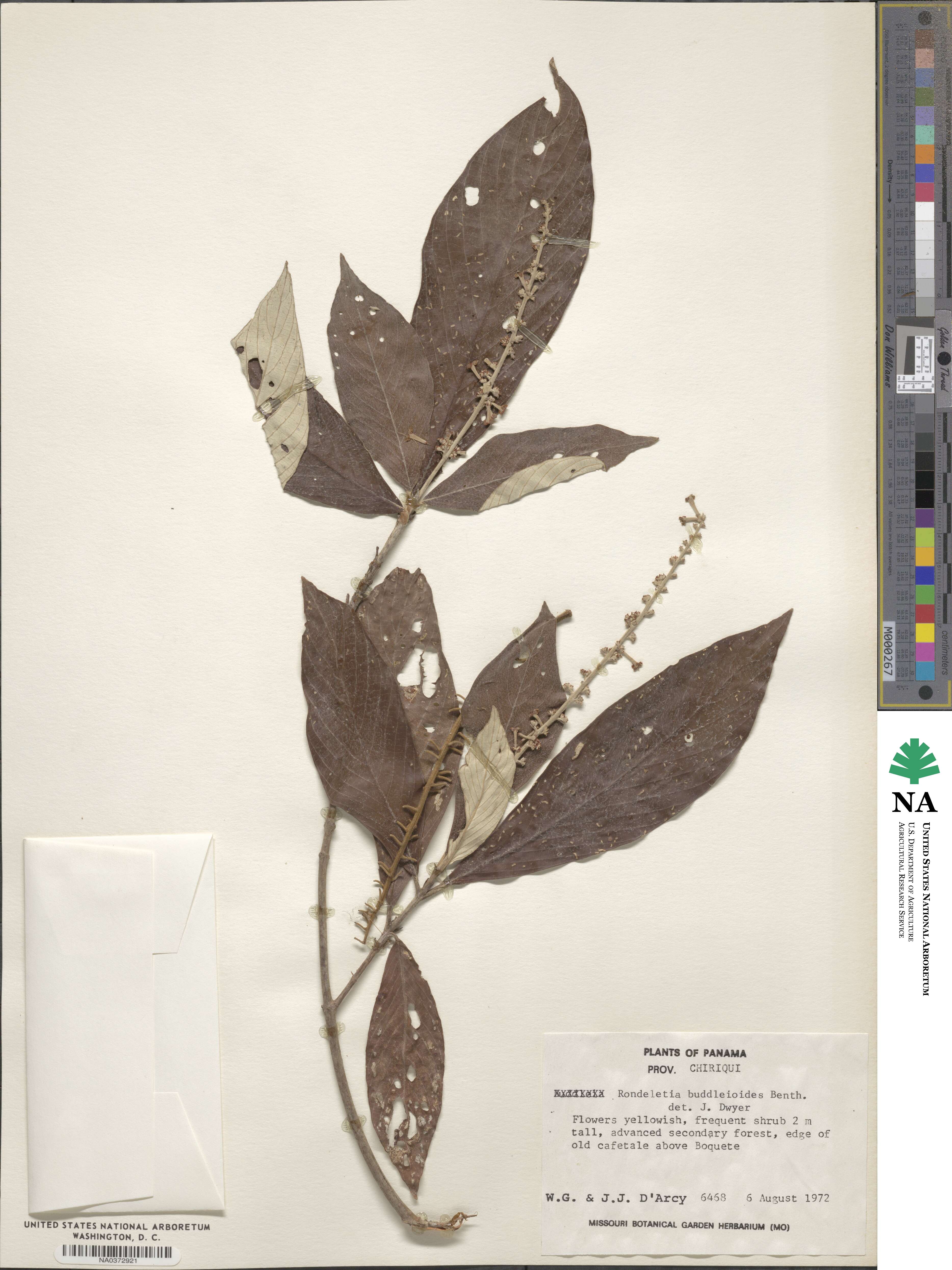 Arachnothryx buddleioides image