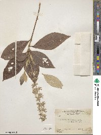 Arachnothryx buddleioides image