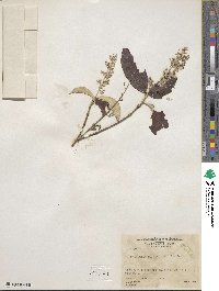 Arachnothryx buddleioides image