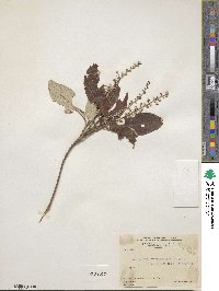 Arachnothryx buddleioides image