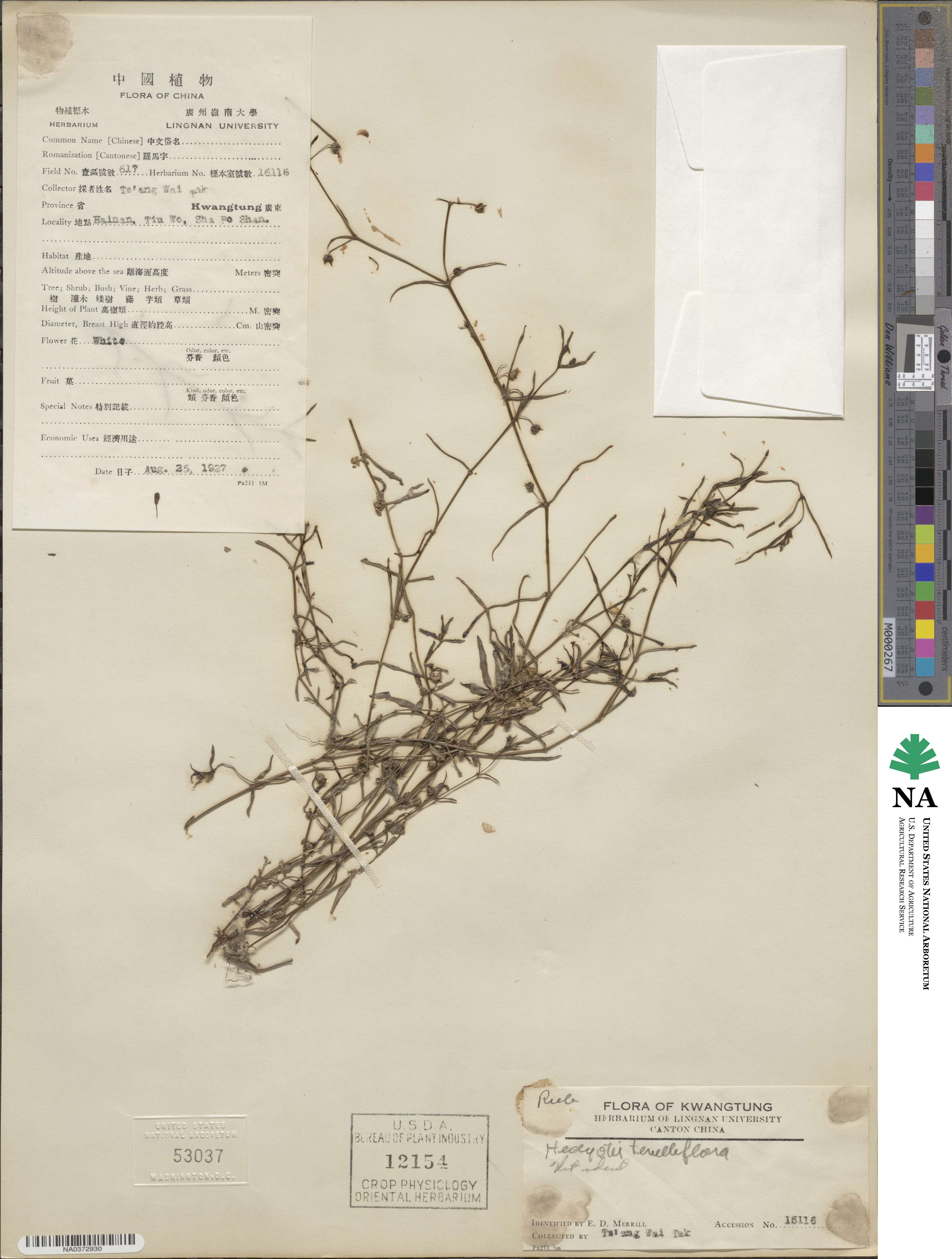 Scleromitrion tenelliflorum image