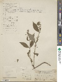 Hedyotis tenuipes image