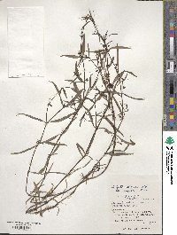 Image of Scleromitrion diffusum