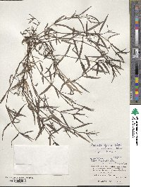 Scleromitrion diffusum image