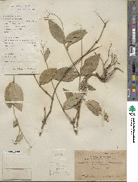 Hedyotis effusa image