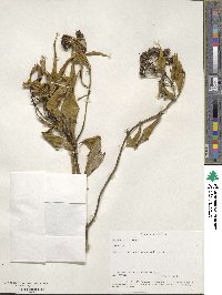 Image of Hedyotis fruticosa