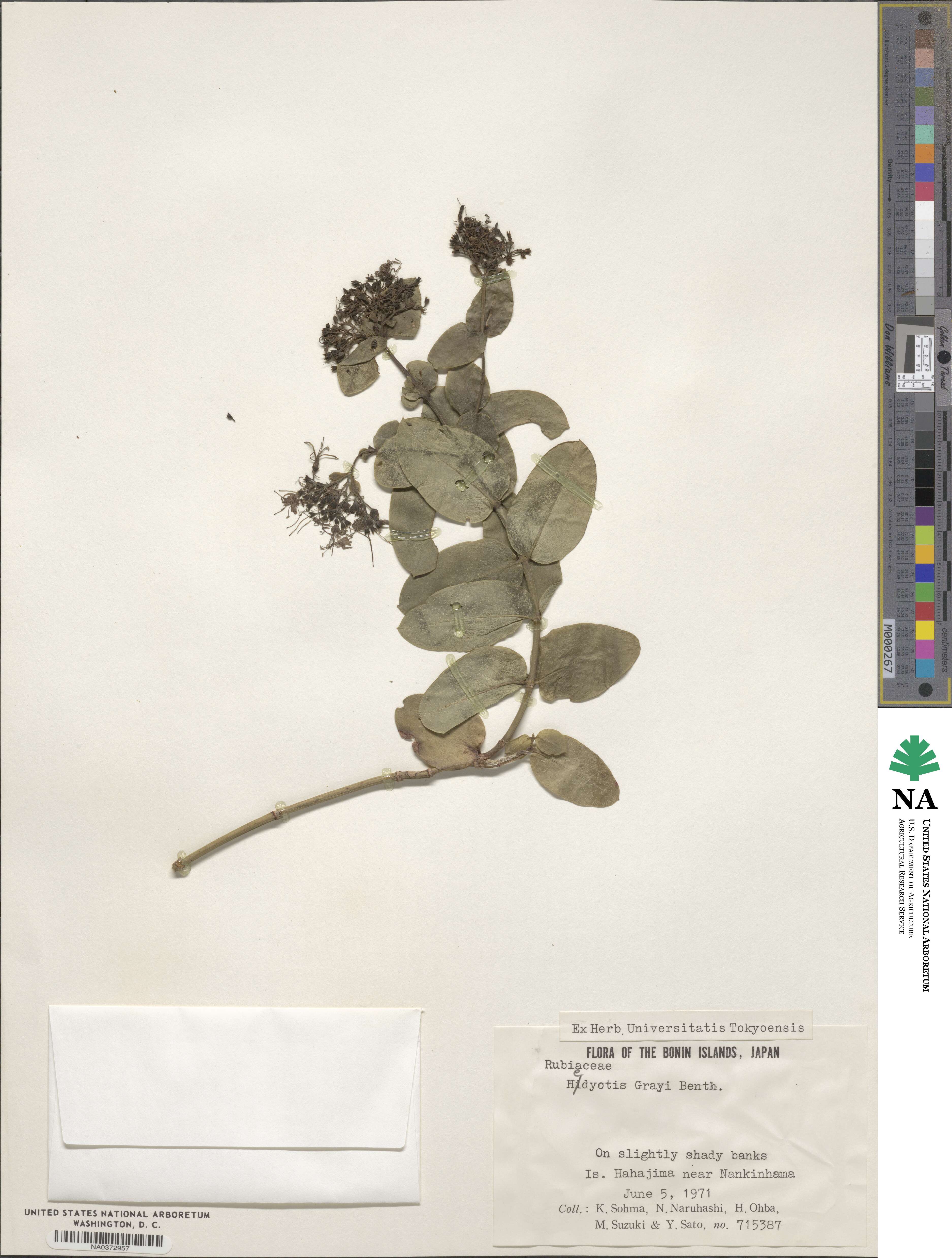 Leptopetalum grayi image