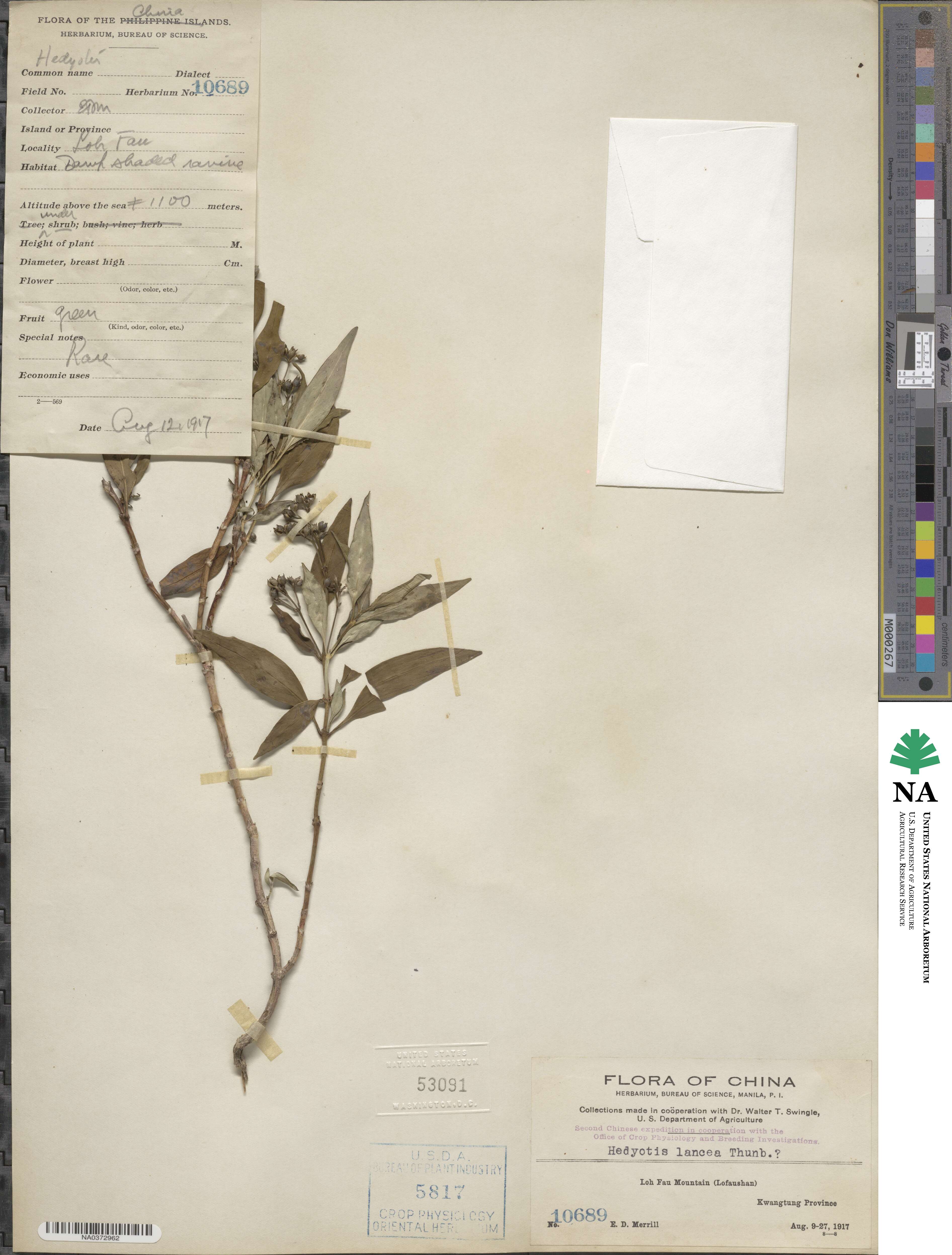 Hedyotis lancea image