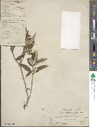 Image of Hedyotis lancea