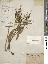 Hedyotis lancea image