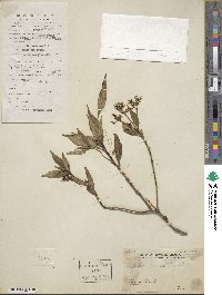 Hedyotis lancea image