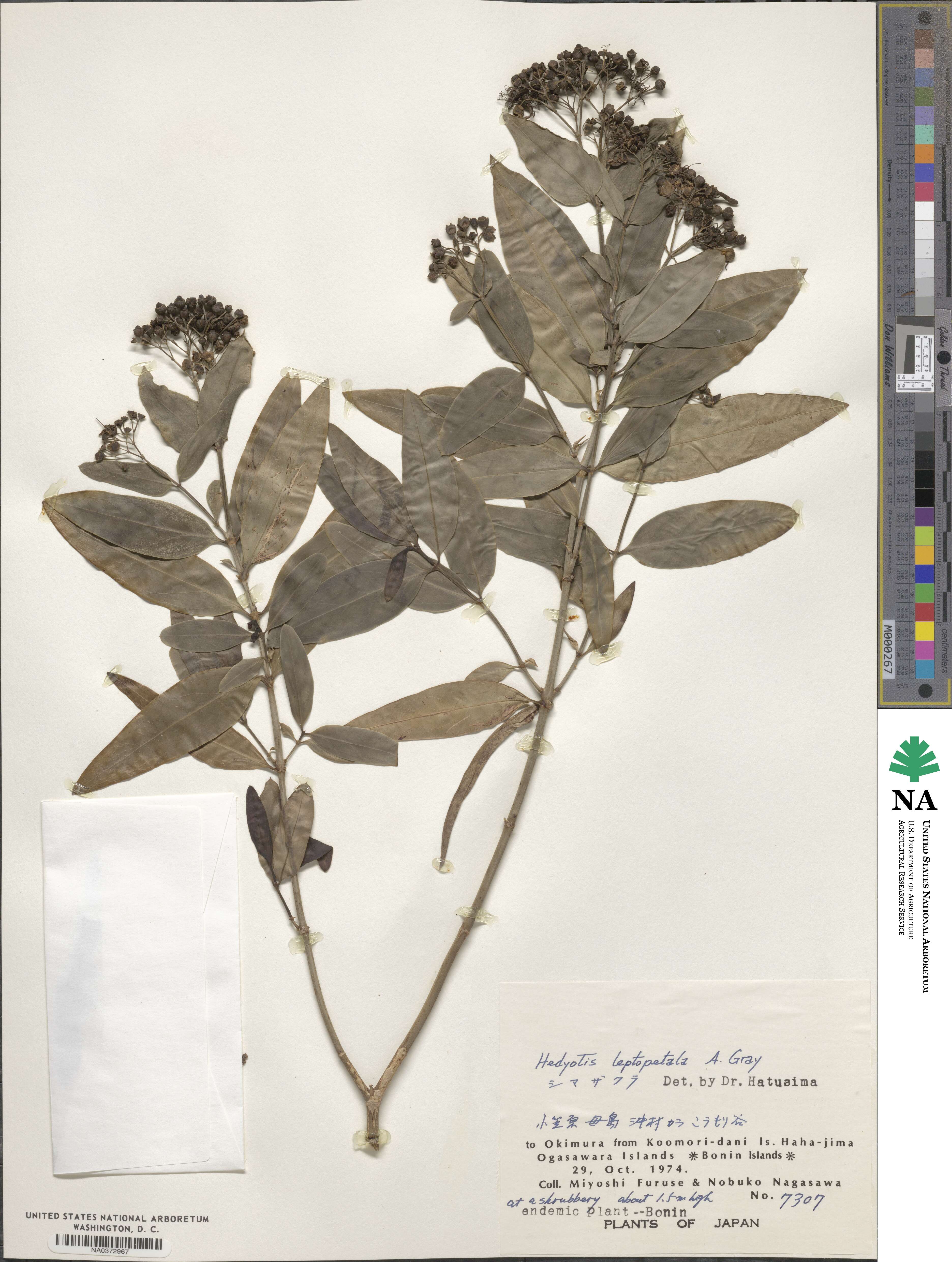 Hedyotis leptopetala image