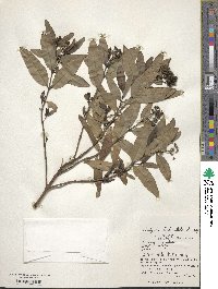 Hedyotis leptopetala image