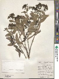 Hedyotis leptopetala image