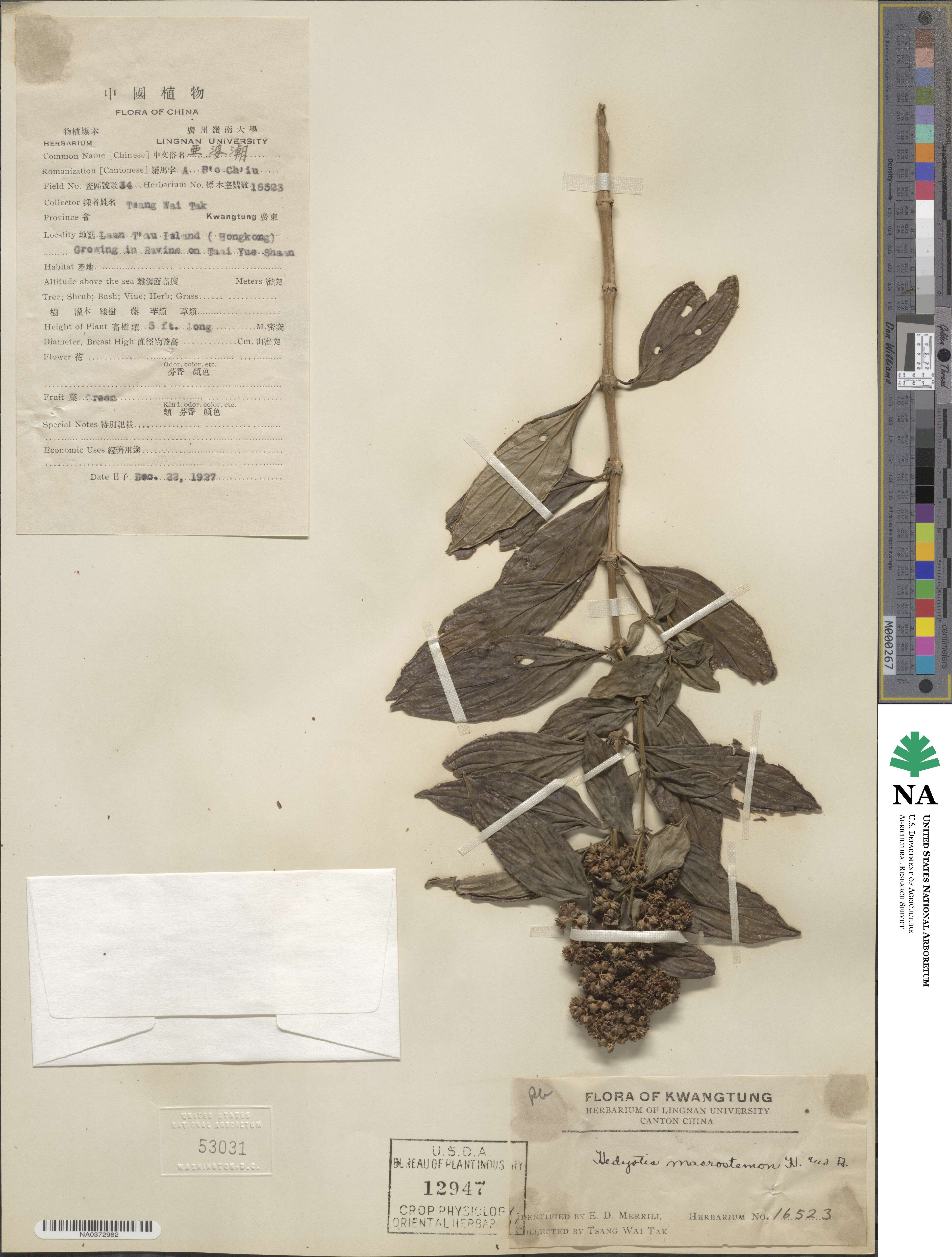 Dimetia hedyotidea image