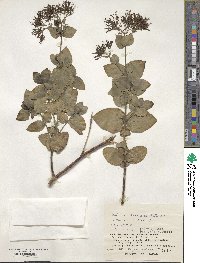 Hedyotis mexicana image