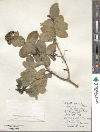 Hedyotis mexicana image