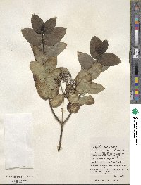 Hedyotis mexicana image