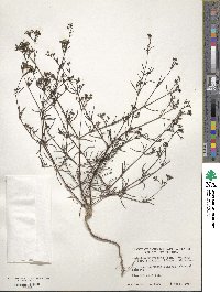 Stenaria nigricans image