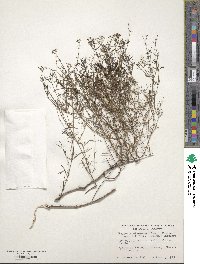 Stenaria nigricans var. nigricans image