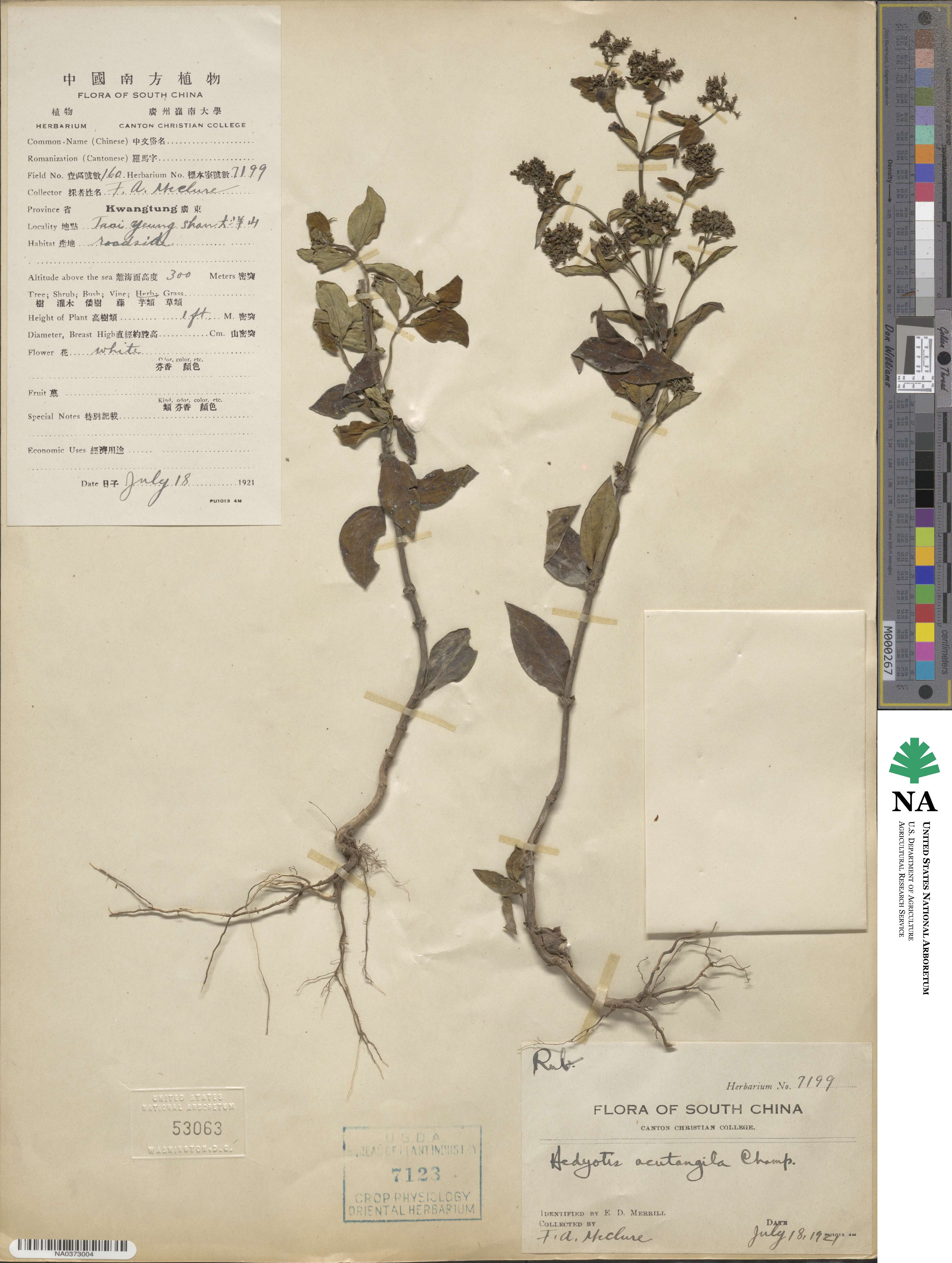 Hedyotis acutangula image