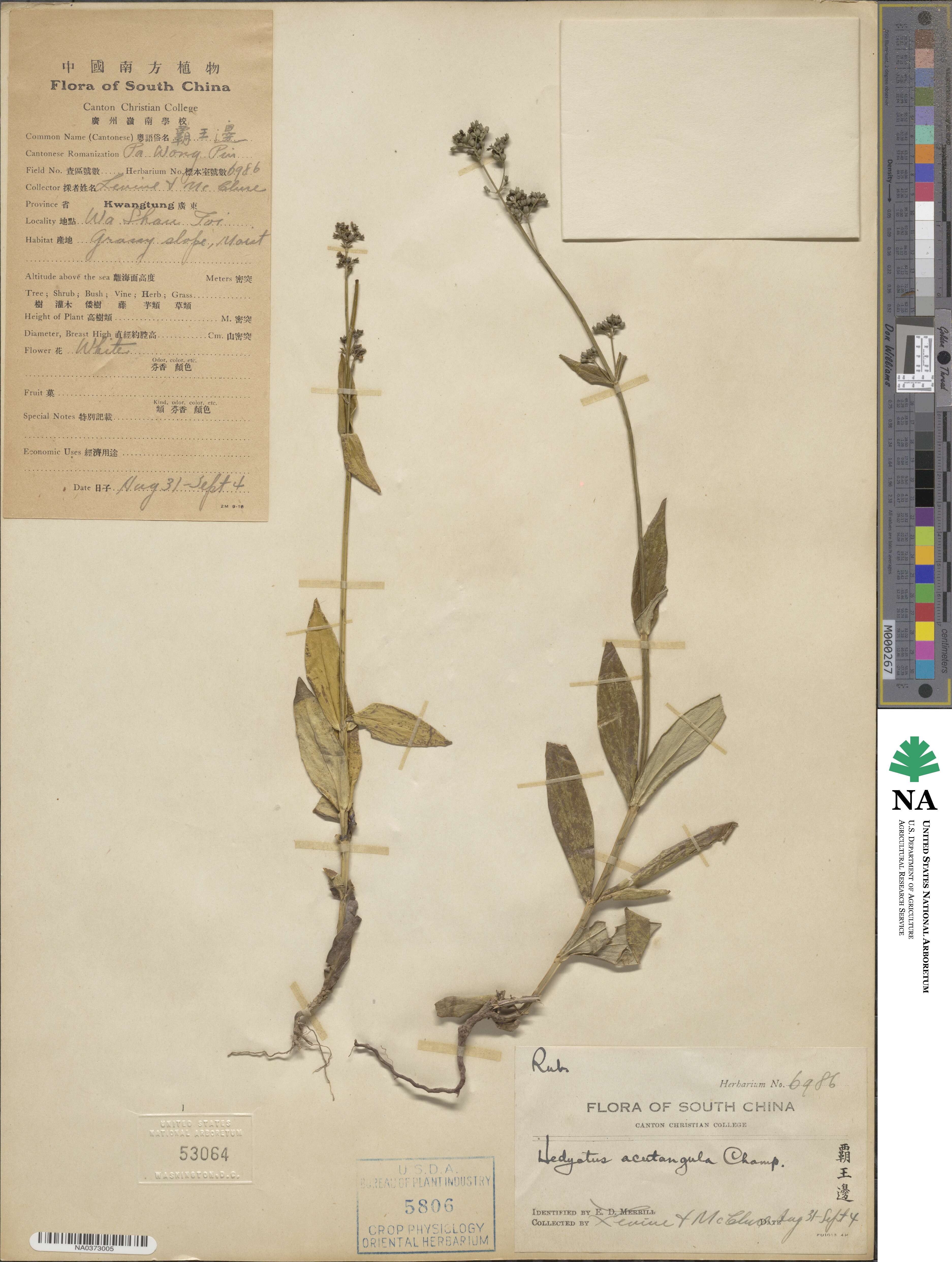 Hedyotis acutangula image