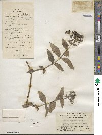 Dimetia ampliflora image