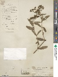 Dimetia ampliflora image