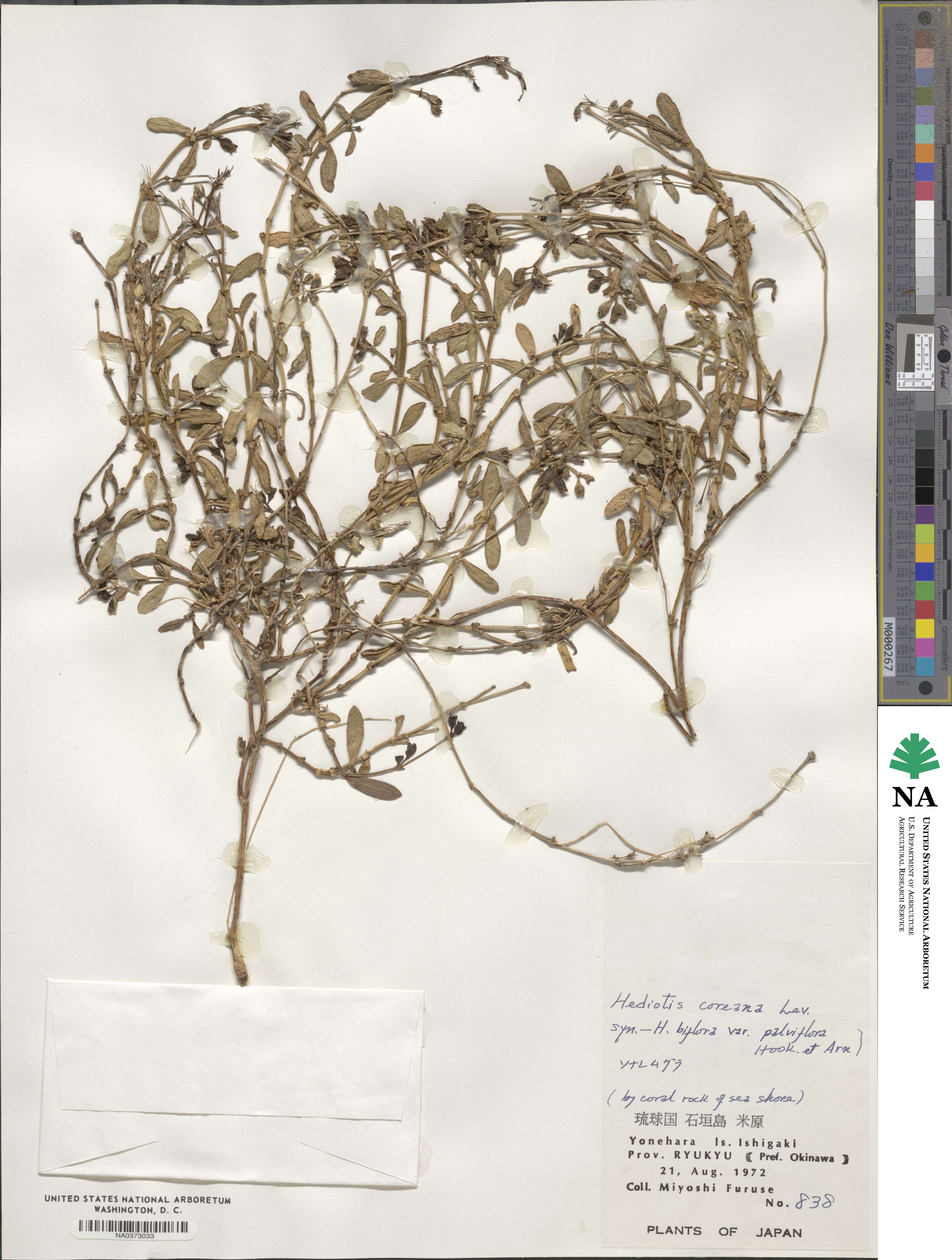 Leptopetalum coreanum image