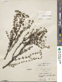 Arcytophyllum fasciculatum image