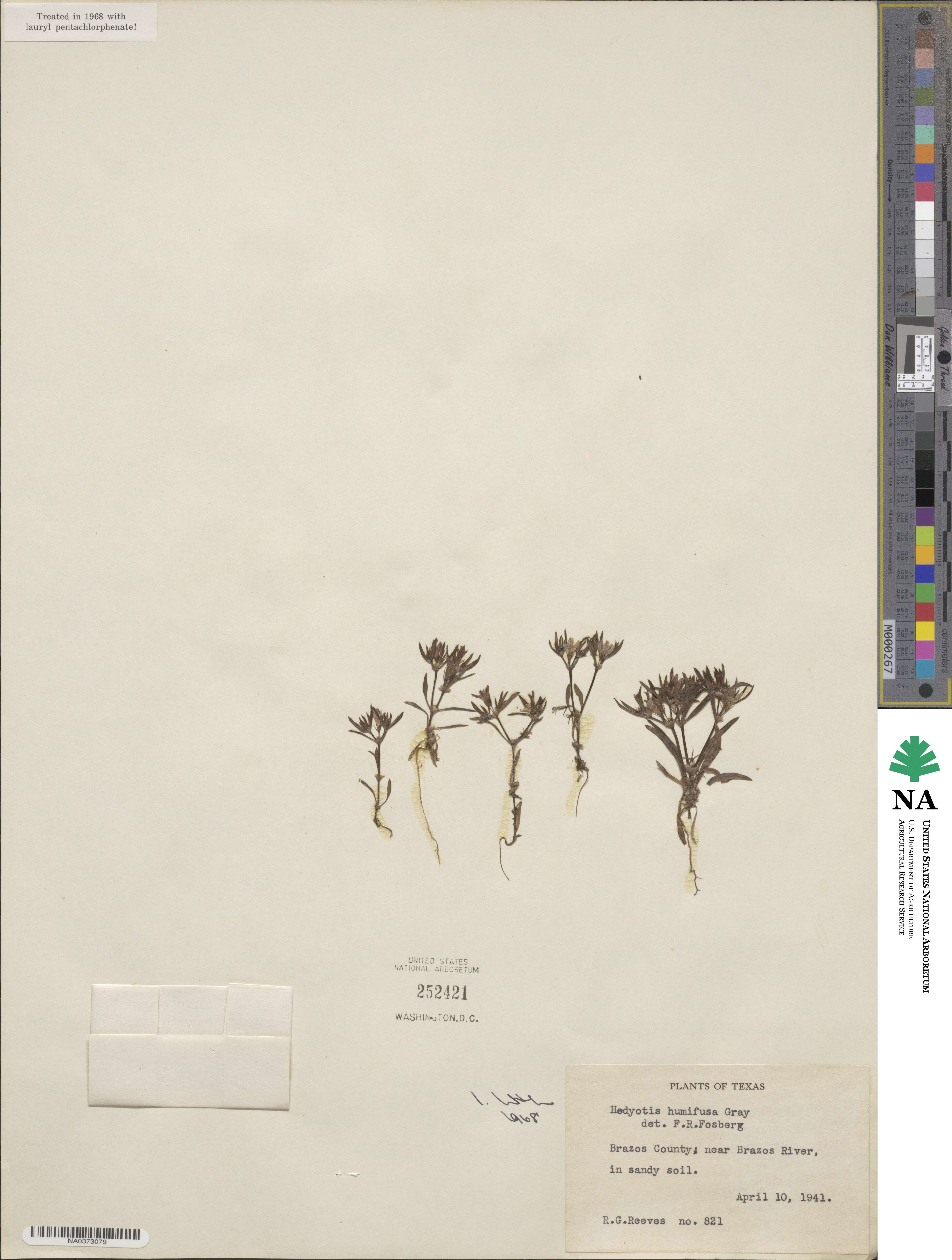 Houstonia humifusa image