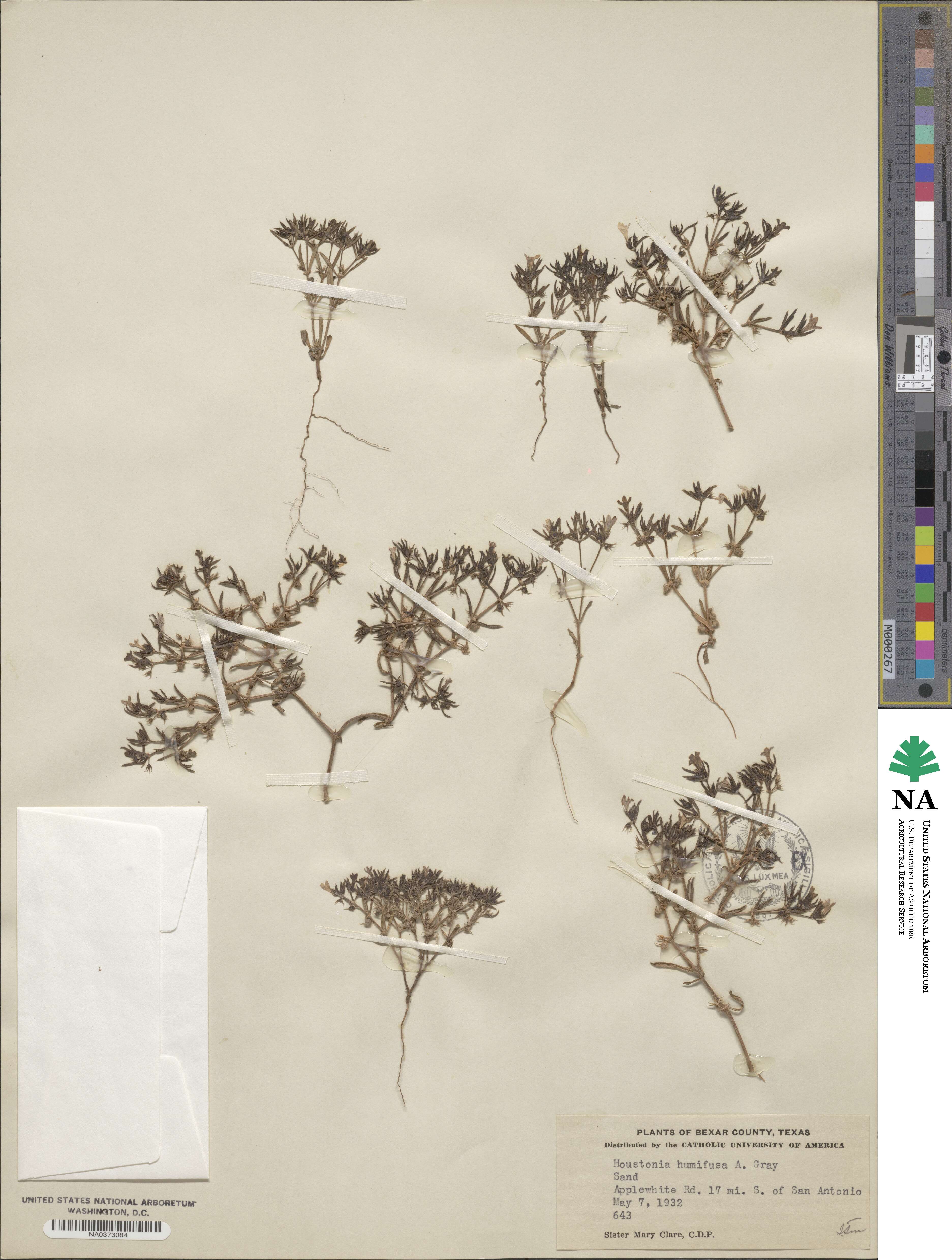 Houstonia humifusa image