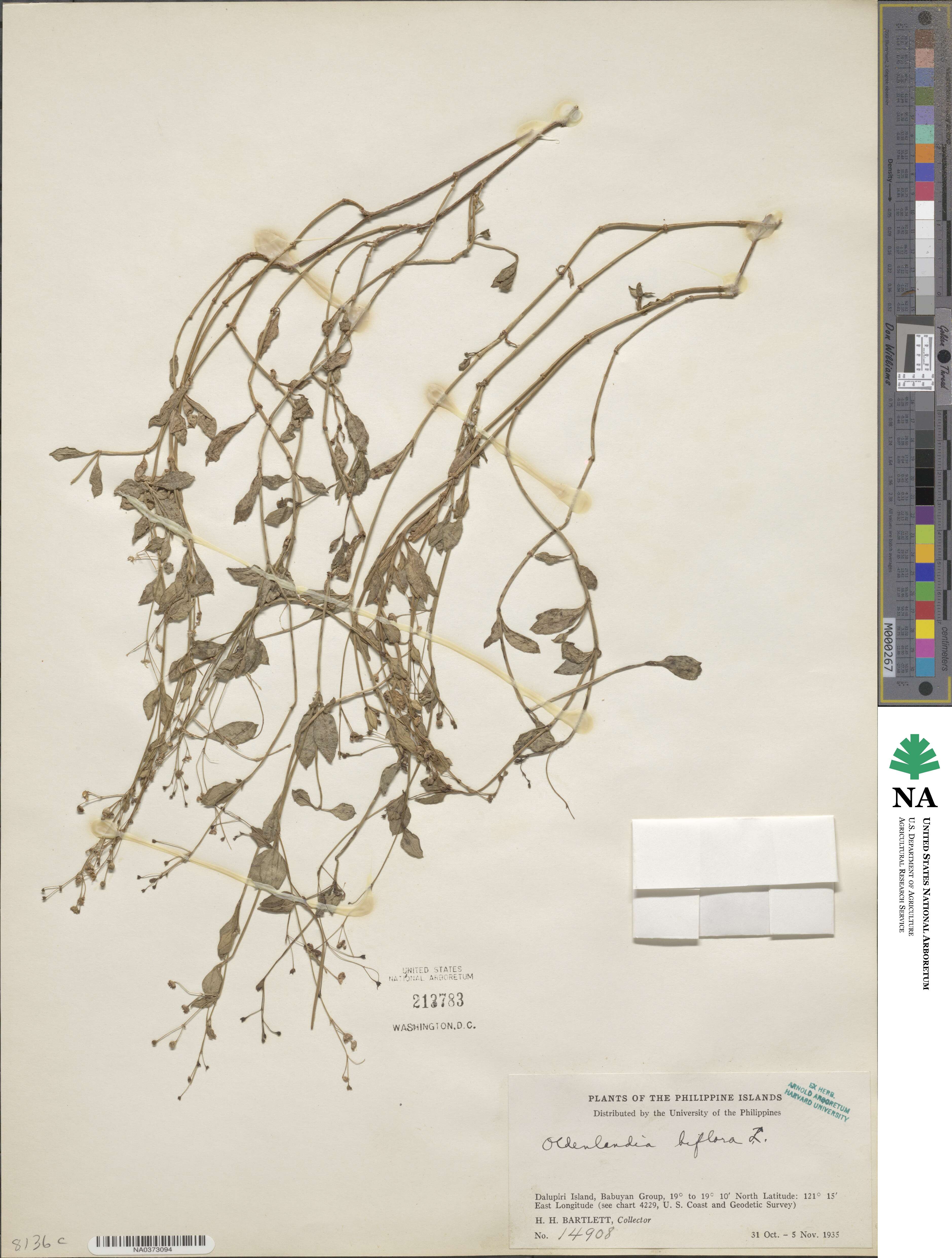 Oldenlandia biflora image