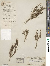 Oldenlandia corymbosa image