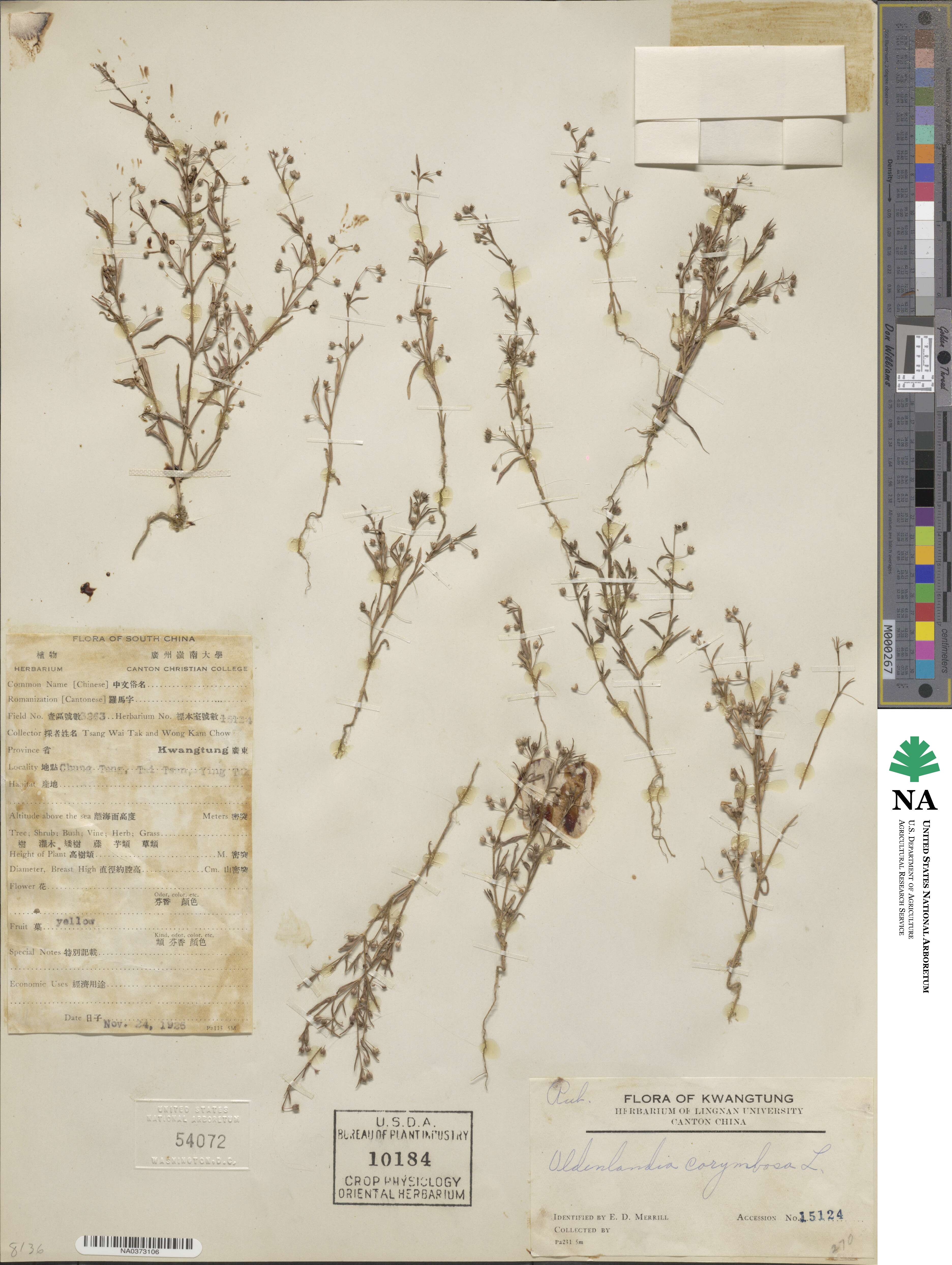 Oldenlandia corymbosa image