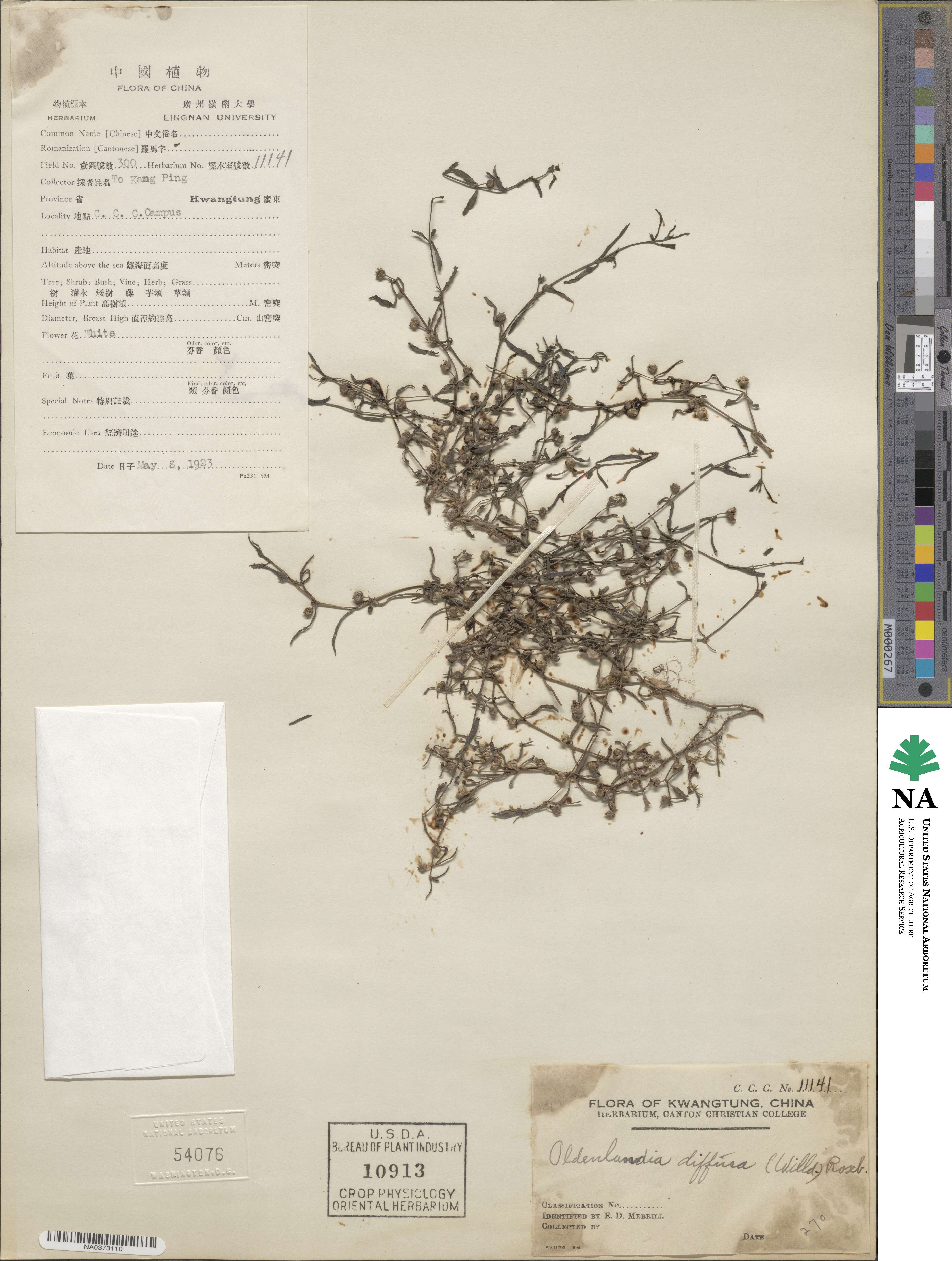 Scleromitrion diffusum image