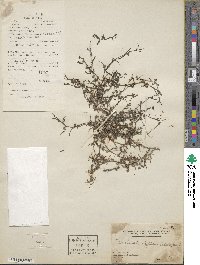 Scleromitrion diffusum image