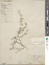 Scleromitrion diffusum image