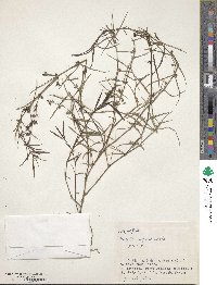 Scleromitrion diffusum image