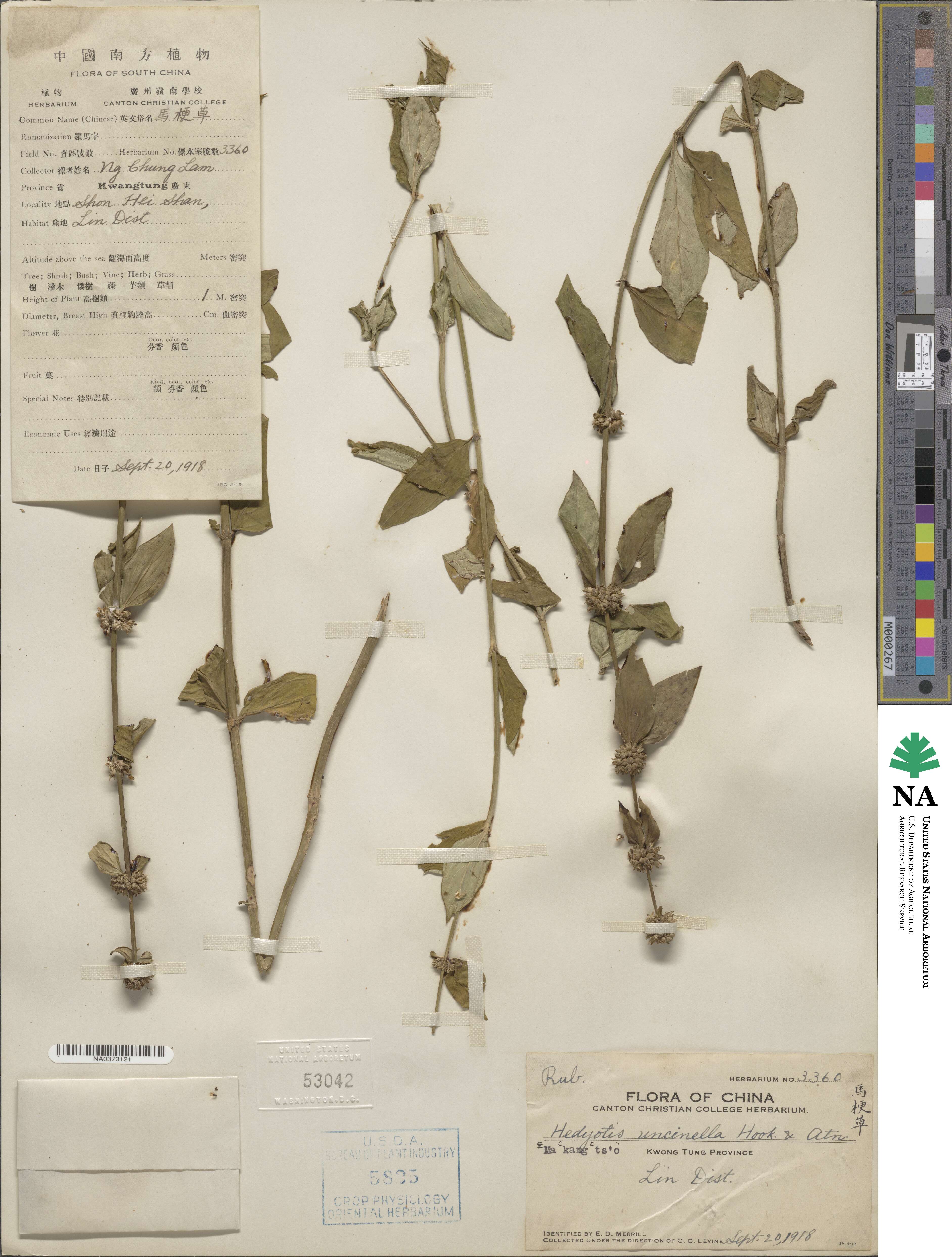 Hedyotis uncinella image