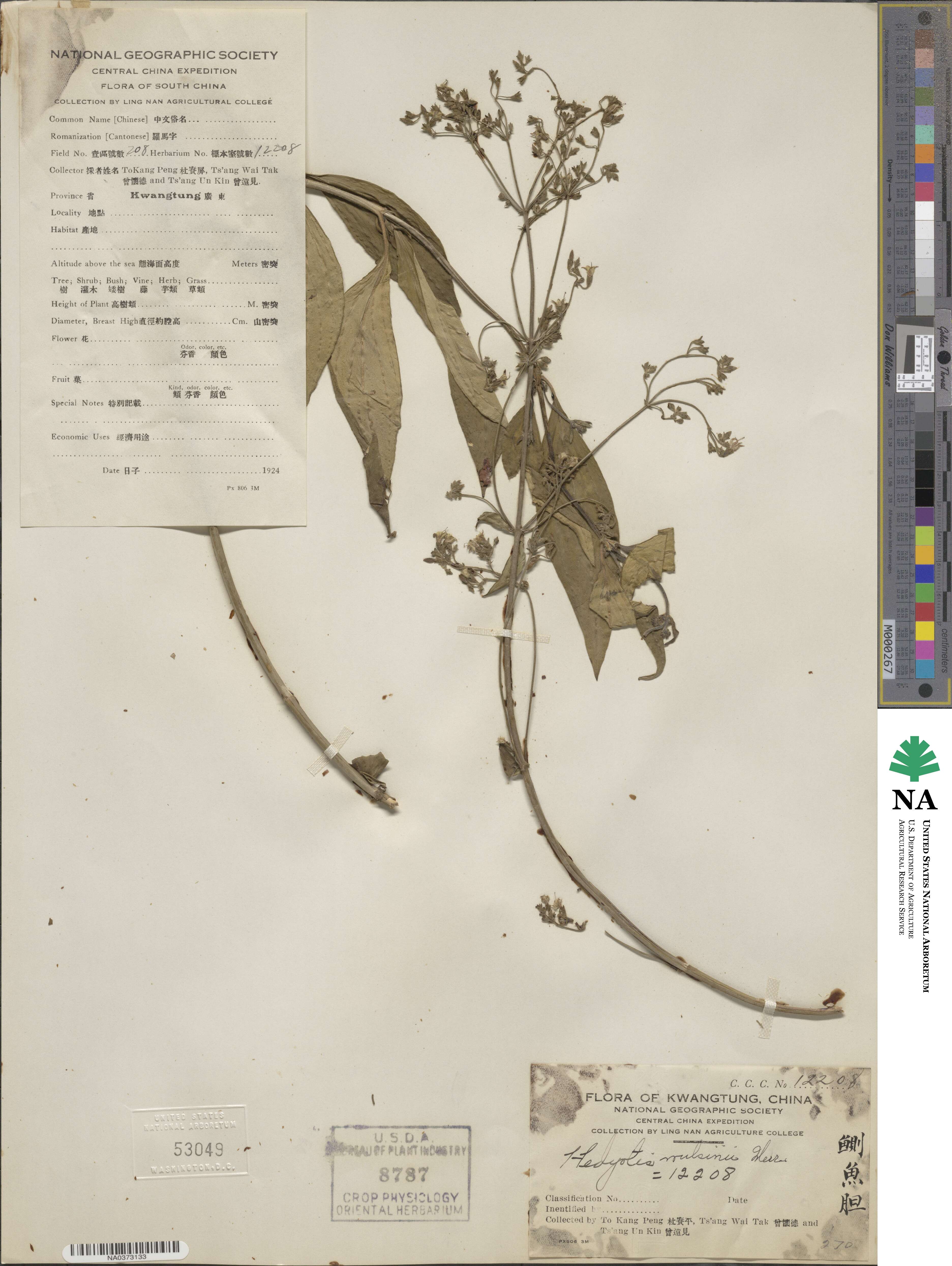 Hedyotis matthewii image