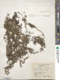 Image of Hedyotis paniculata