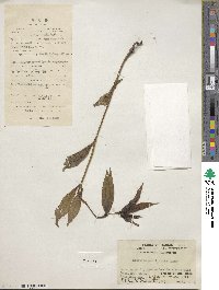 Image of Hedyotis paridifolia