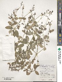 Hedyotis racemosa image