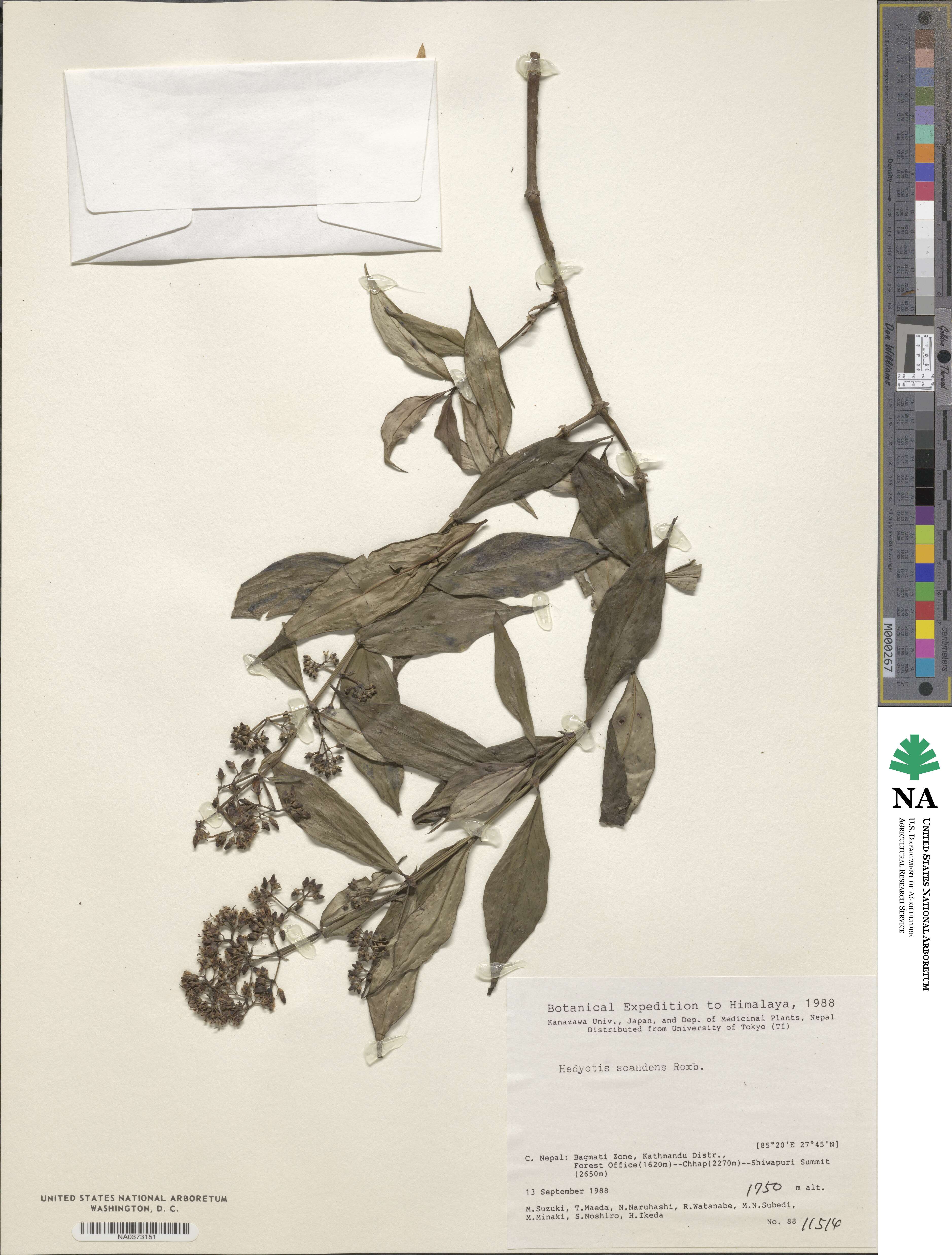 Dimetia scandens image