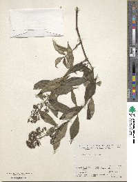 Dimetia scandens image