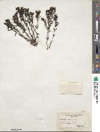 Houstonia longifolia image