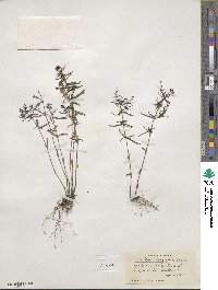 Houstonia longifolia image