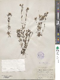 Houstonia longifolia image