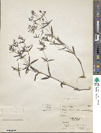 Houstonia longifolia image